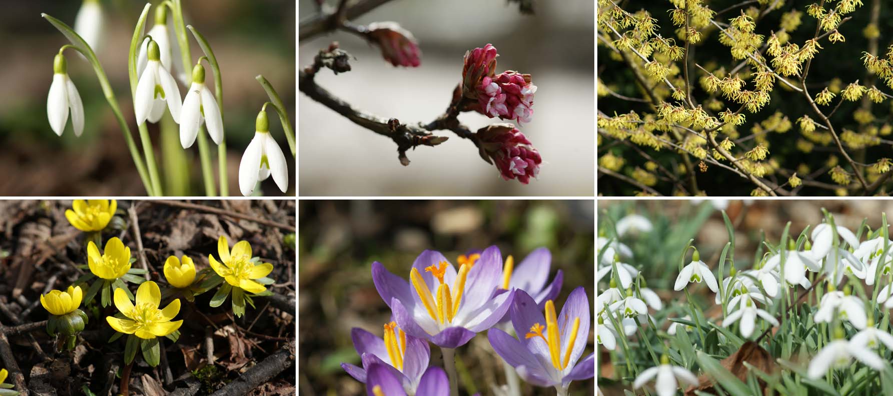 090314_fruehling01